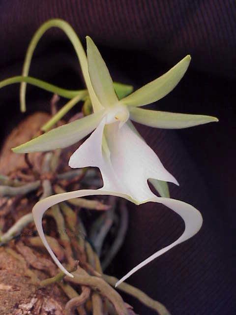 Nạn nhân của Orchidelirium: Ghost Orchid (Lan ma, Dendrophylax lindenii). Ảnh: Mick Fournier, Pompano Beach, Florida