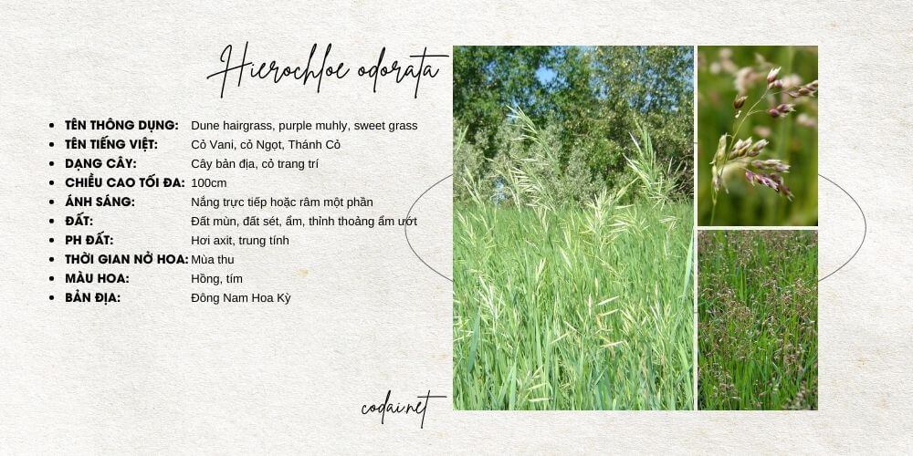 Hierochloe odorata (Dune hairgrass, purple muhly, sweet grass, Cỏ Vani, Cỏ Ngọt, Thánh Cỏ)