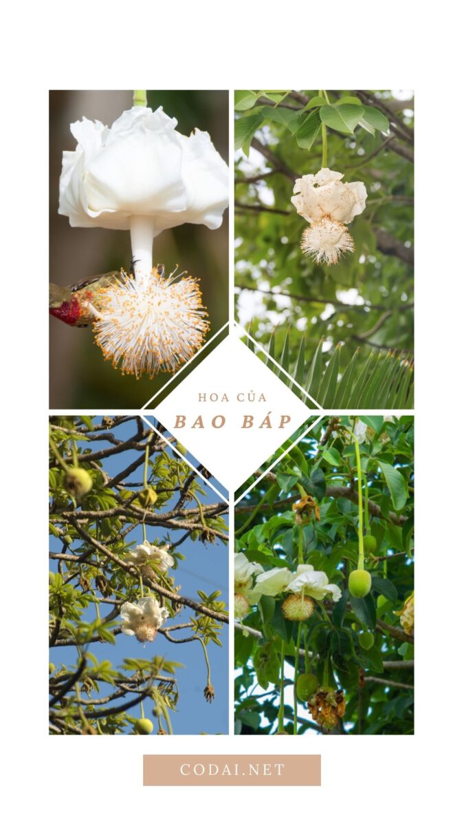 Hoa của cây Bao Báp