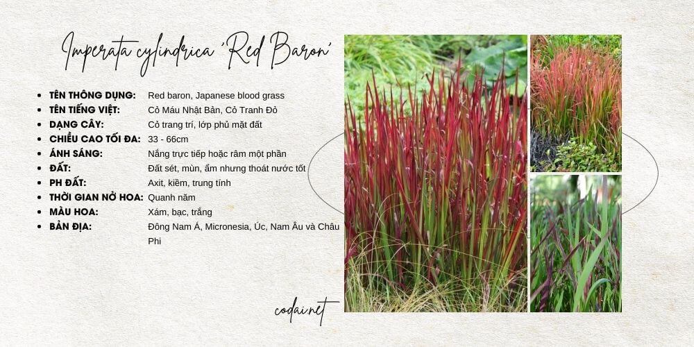 Imperata cylindrica 'Red Baron' (Red baron, Japanese Blood Grass, Cỏ Máu Nhật Bản, Cỏ Tranh Đỏ)