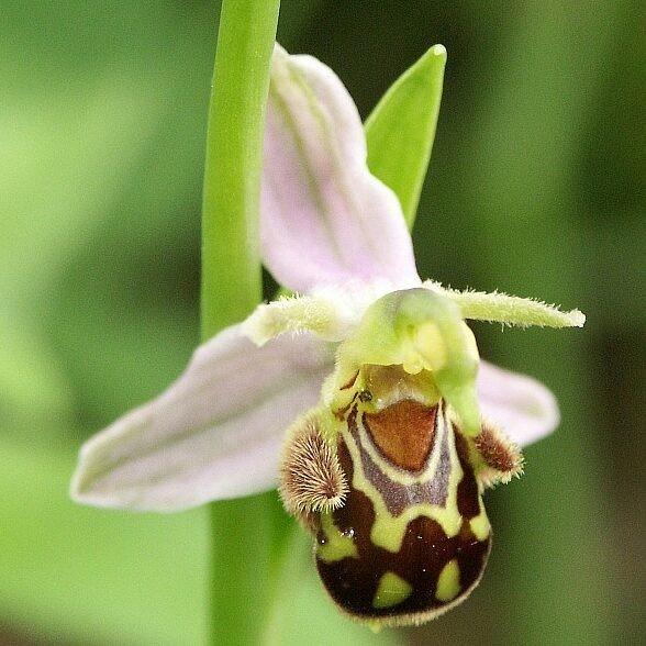 Loài Lan (Ophrys apifera var. aurita) có cánh hoa môi rất giống bụng Ong. Ảnh: BerndH