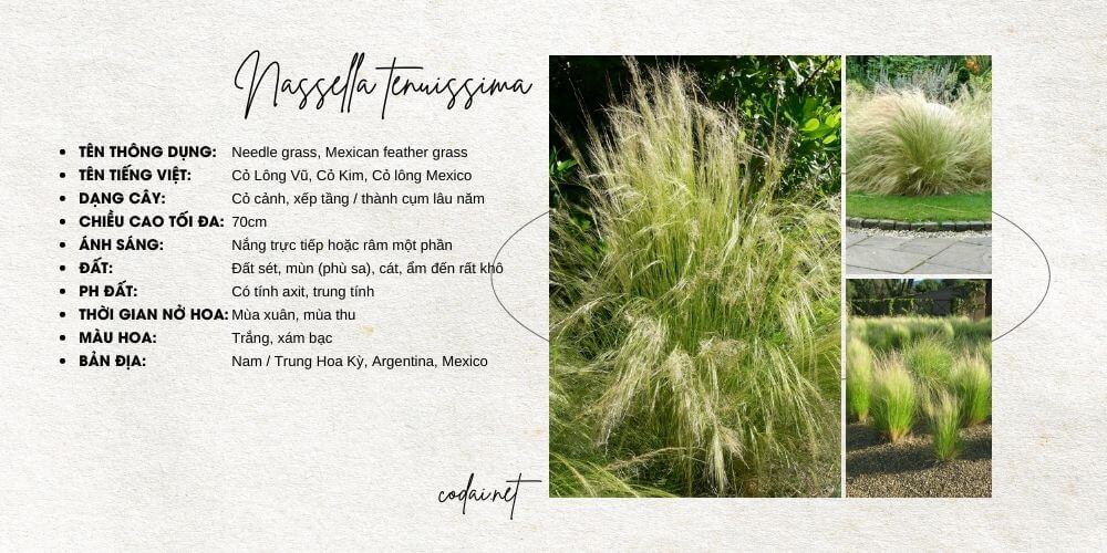 Nassella tenuissima (Needle grass, Mexican feather grass, Cỏ Lông Vũ, Cỏ Kim, Cỏ lông Mexico)