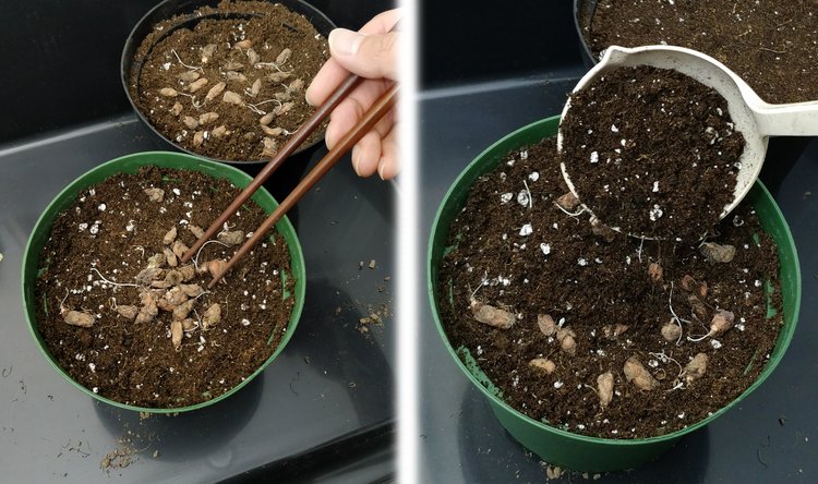 Củ Bướm Đêm (Oxalis) không cần được chôn quá sâu khi trồng. Đôi khi chỉ cần đặt trên đất là có thể nảy mầm. Ở đây Darryl dùng đũa để sắp xếp các hạt cách xa nhau và phủ lên trên cùng một lớp đất rất mỏng.