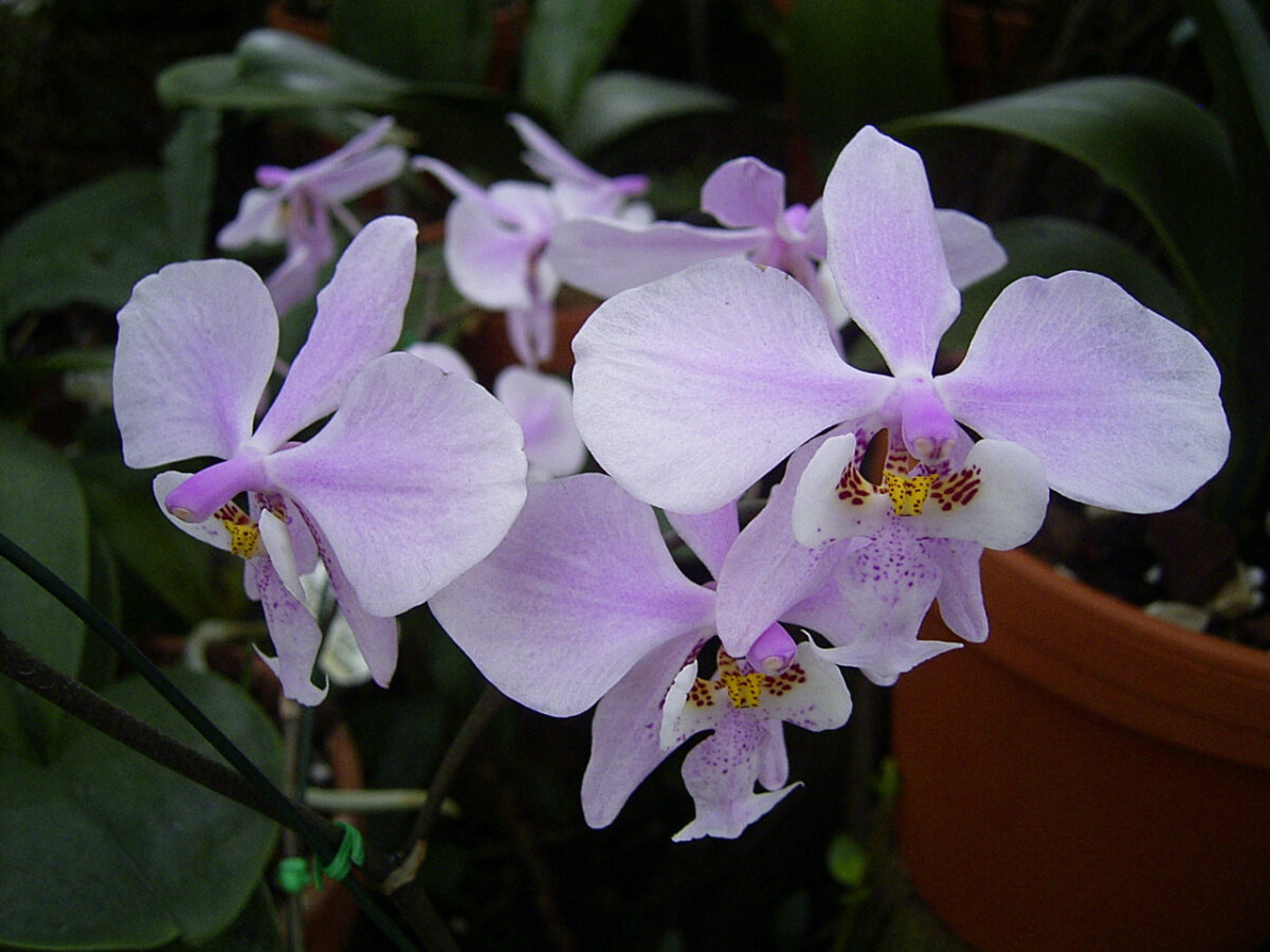 Phalaenopsis schilleriana - Một loài Lan Hồ Điệp đặc hữu của Philippines