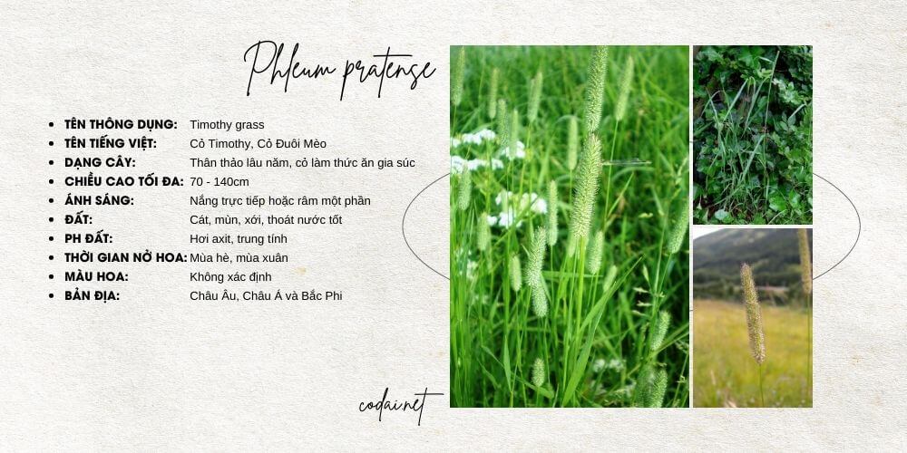 Phleum pratense (Timothy grass, Cỏ Timothy, Cỏ Đuôi Mèo)