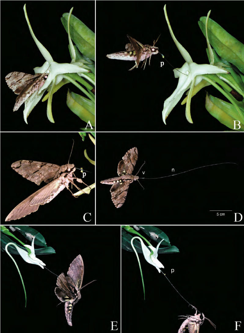 Xanthopan morganii praedicta đang dùng vòi cực dài để hút mật từ hoa của loài Angraecum sesquipedale. Ảnh: researchgate.net