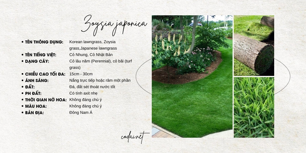 Zoysia japonica (Korean Lawngrass, Zoysia grass, Japanese lawngrass, Cỏ Nhung, Cỏ Nhật Bản)