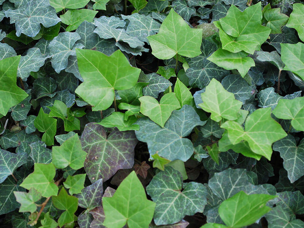 English Ivy - Cây thường xuân - Hedera helix