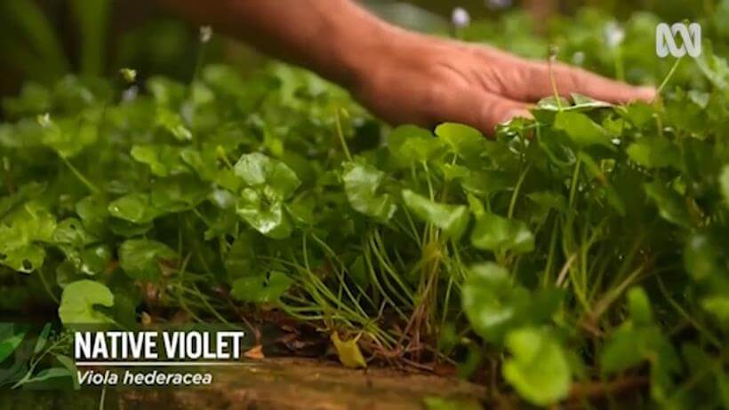 Viola hederacea (Native Violet, Bạch Tử Hoa) có thể dễ dàng nhân giống nếu có một quần thể đủ lớn và khỏe mạnh