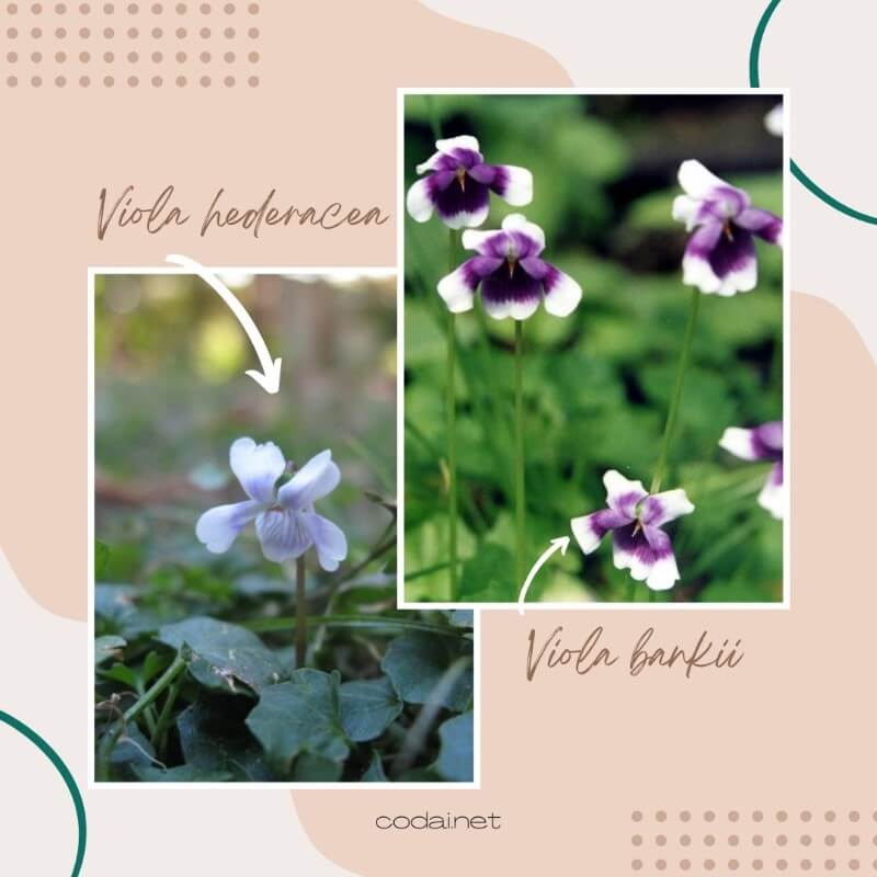 So sánh hoa của Viola hederacea và Viola bankii