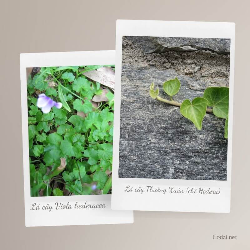 So sánh lá cây Viola hederacea và lá cây Thường Xuân (chi Hedera)