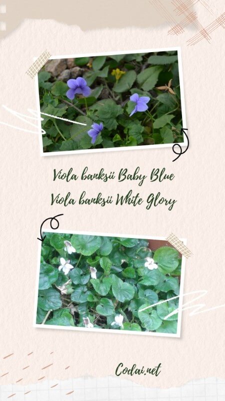 Viola banksii Baby Blue và Viola banksii White Glory