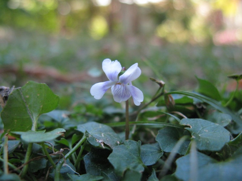 Hoa của cây Viola hederacea (Native Violet, Bạch Tử Hoa) thuần chủng