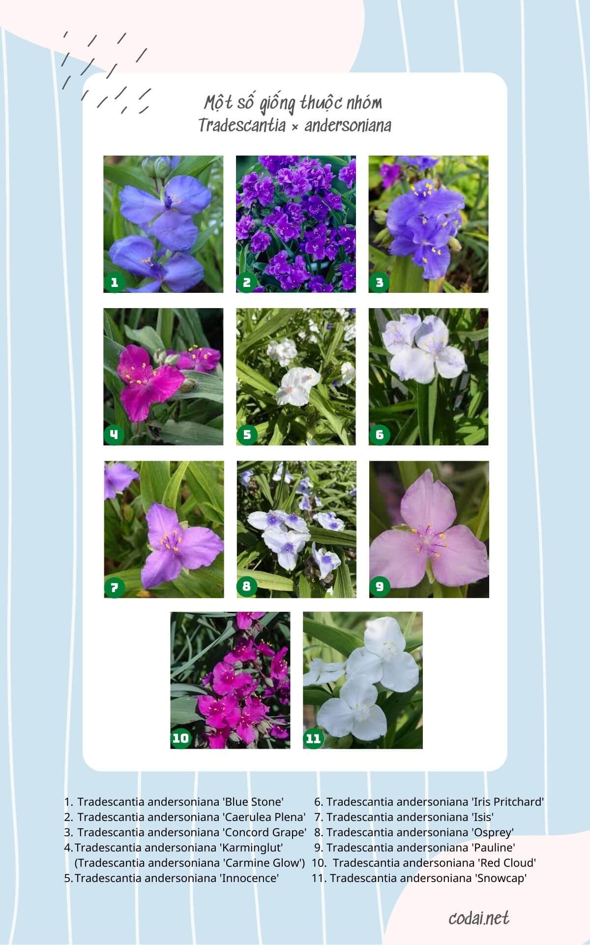 11 giống Thài Lài phổ biến trong nhóm Tradescantia × andersoniana) (1)