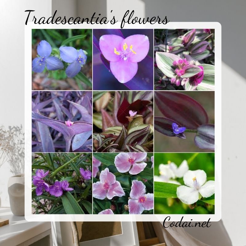 Hoa của các loài thuộc chi Tradescantia (chi Thài Lài) - Tradescantia's flowers