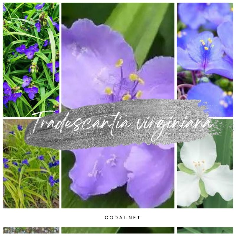 Một số hình ảnh của loài Tradescantia virginiana