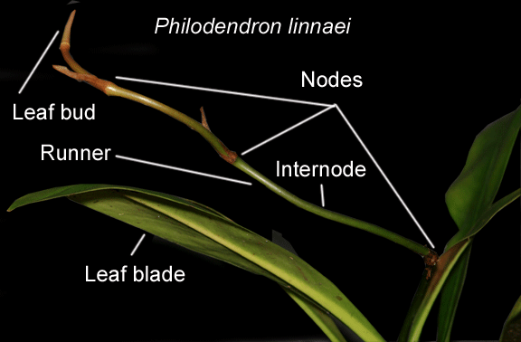 Minh hoạ nodes và internodes ở loài Philodendron linnaei