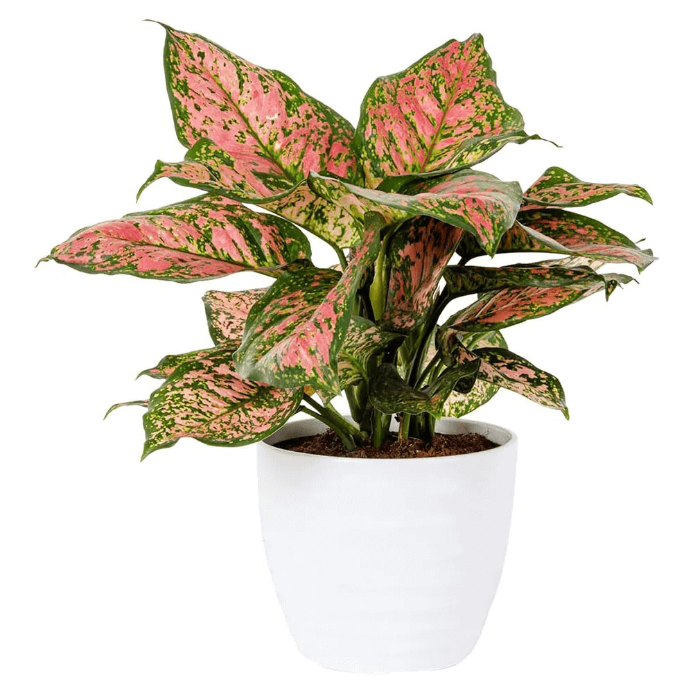 Red Aglaonema (Aglaonema Siam Aurora, Như Ý Hoàng Hậu)