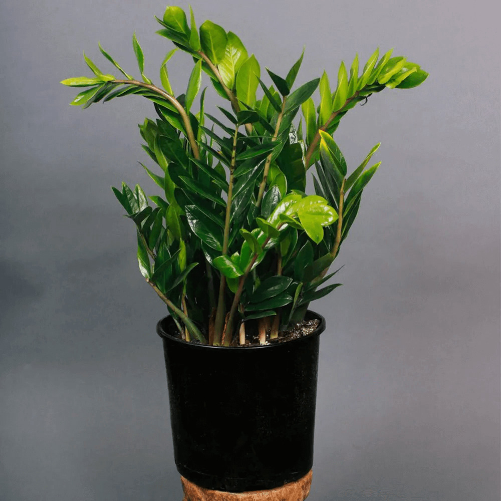 ZZ Plant (Zamioculcas zamiifolia, Kim Tiền)