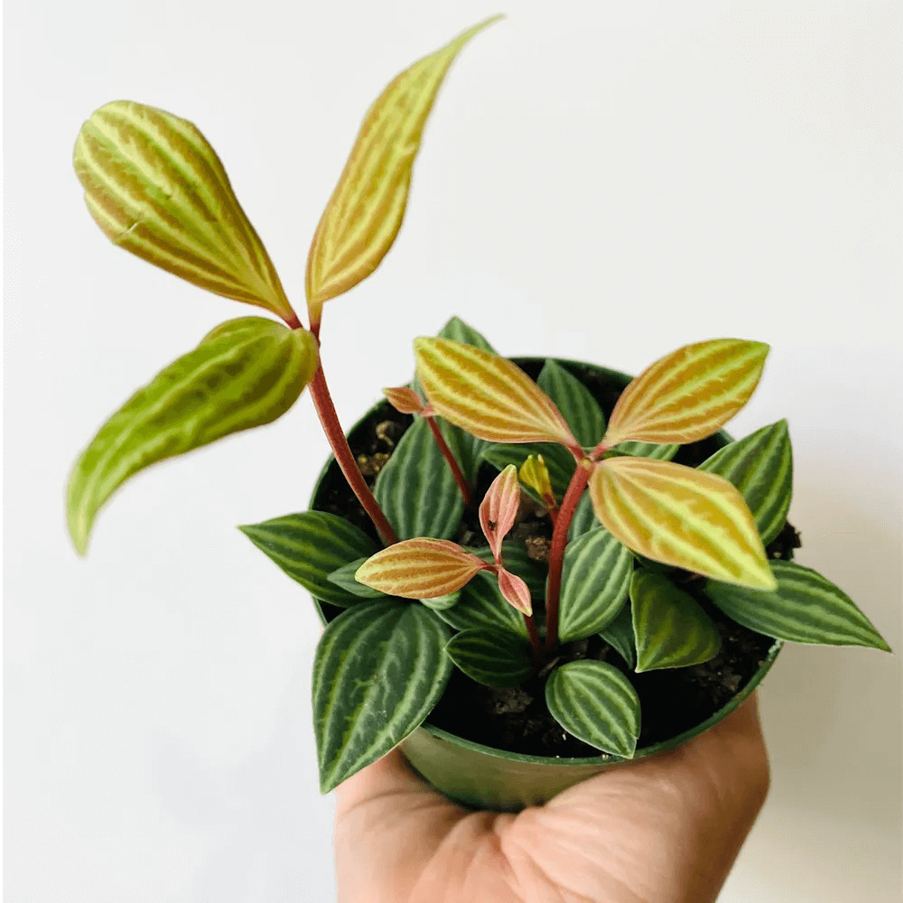 10. Parallel Peperomia (Peperomia puteolata, cây Song Song)