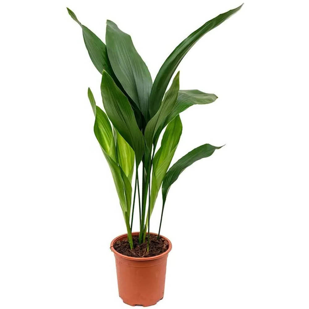 16. Cast Iron Plant (Aspidistra elatior, Thiết Mộc Lan)