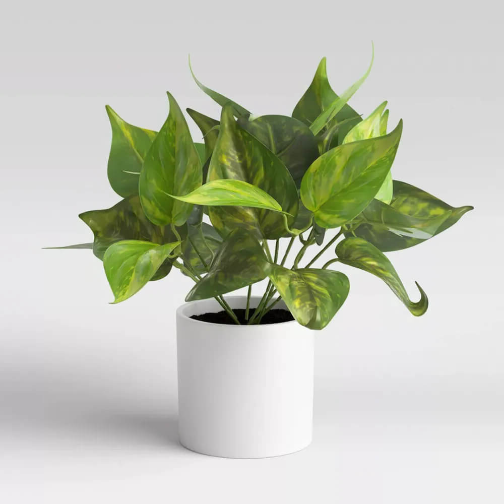 23. Faux Golden Pothos (Cây Trầu Bà Loang Giả)