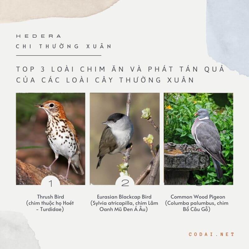 Top 3 loài chim ăn và phát tán quả của các loài cây Thường Xuân (Hedera)