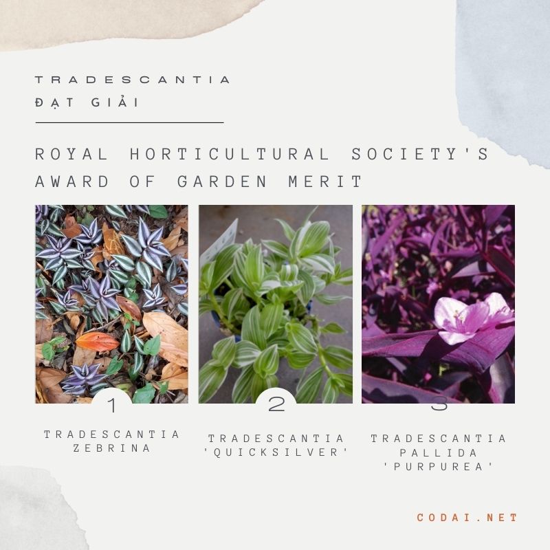 Tradescantia đạt giải Royal Horticultural Society's Award of Garden Merit