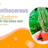 Tra cứu tên khoa học của các loài cây thuộc chi Acanthocereus bằng hình ảnh