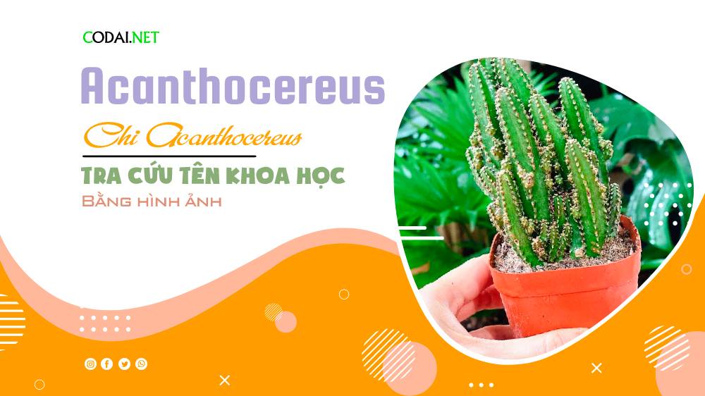 Tra cứu tên khoa học của các loài cây thuộc chi Acanthocereus bằng hình ảnh