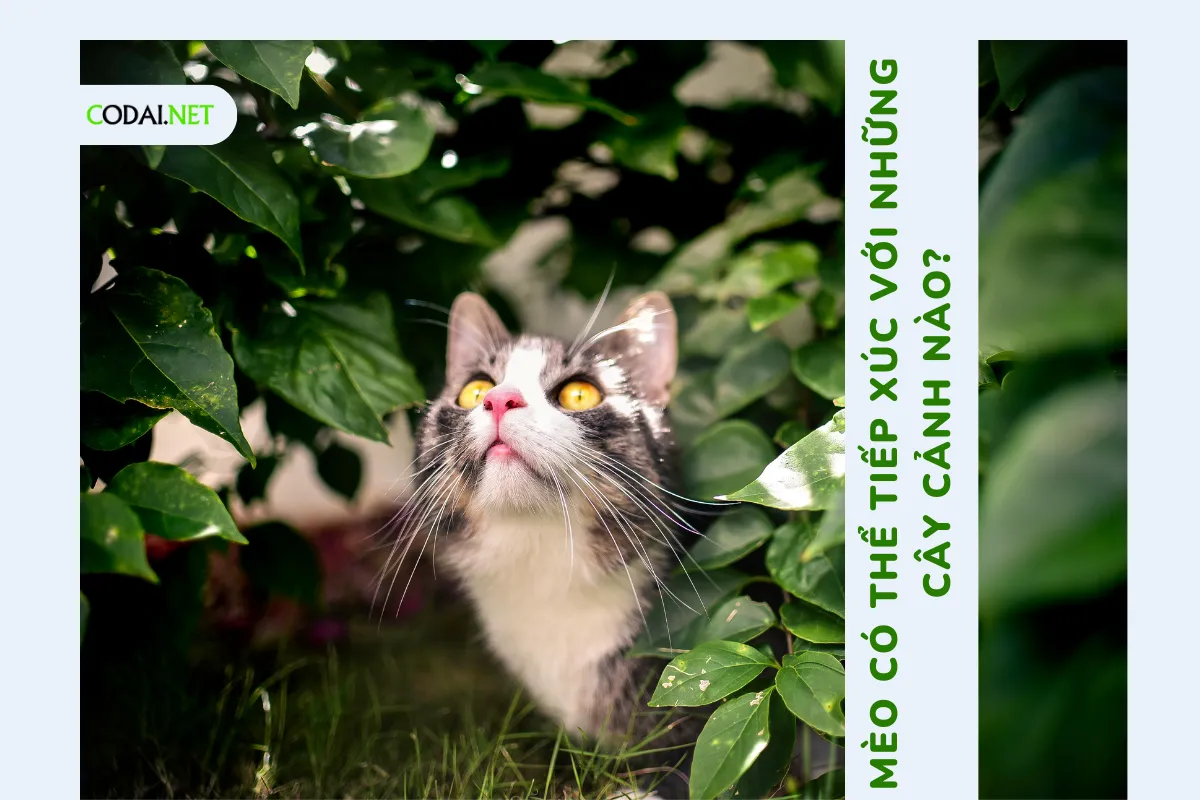 Mèo có thể tiếp xúc với những cây cảnh nào mà không gặp phải những vấn đề về sức khỏe?