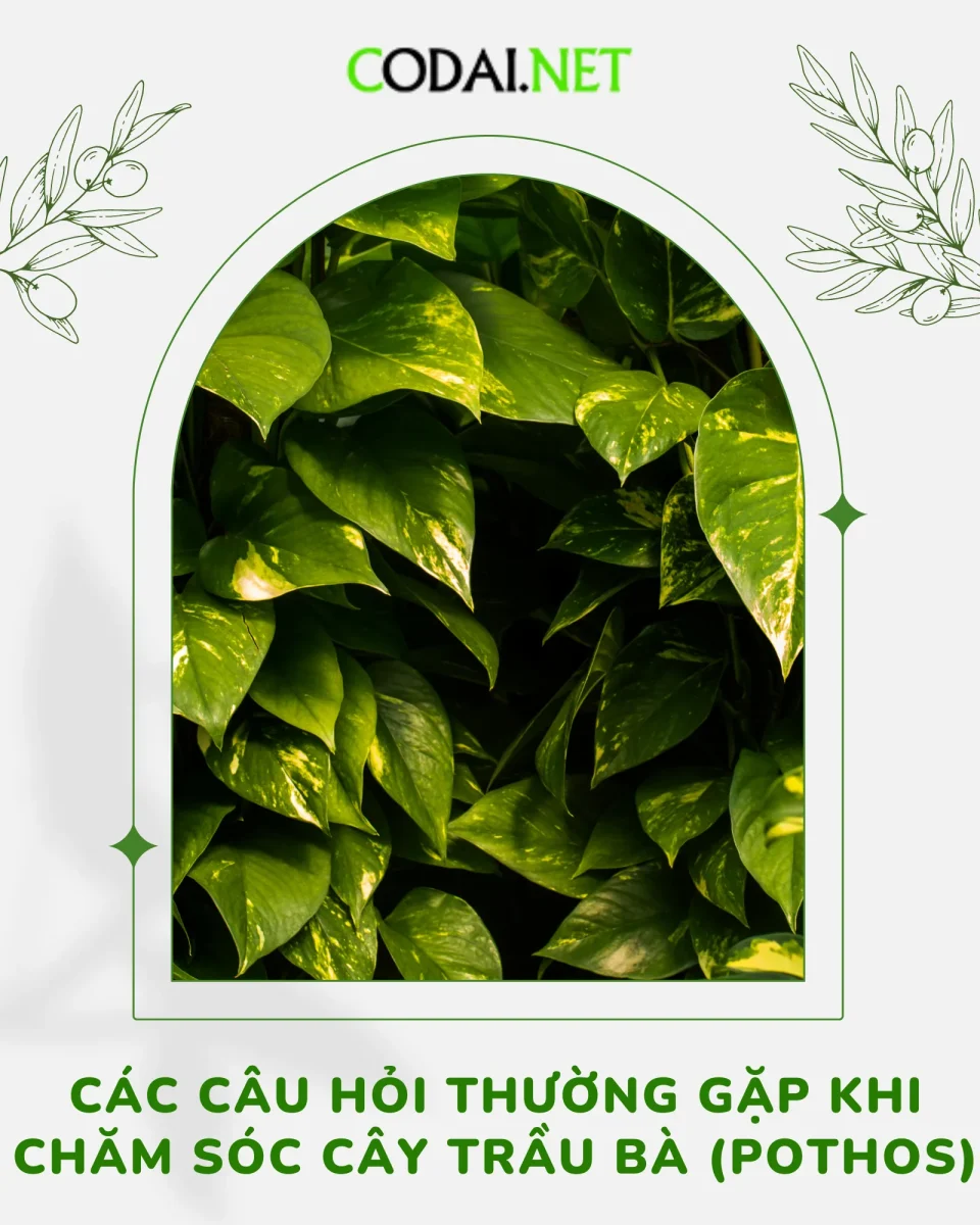 Các câu hỏi thường gặp khi chăm sóc cây trầu bà (Pothos)