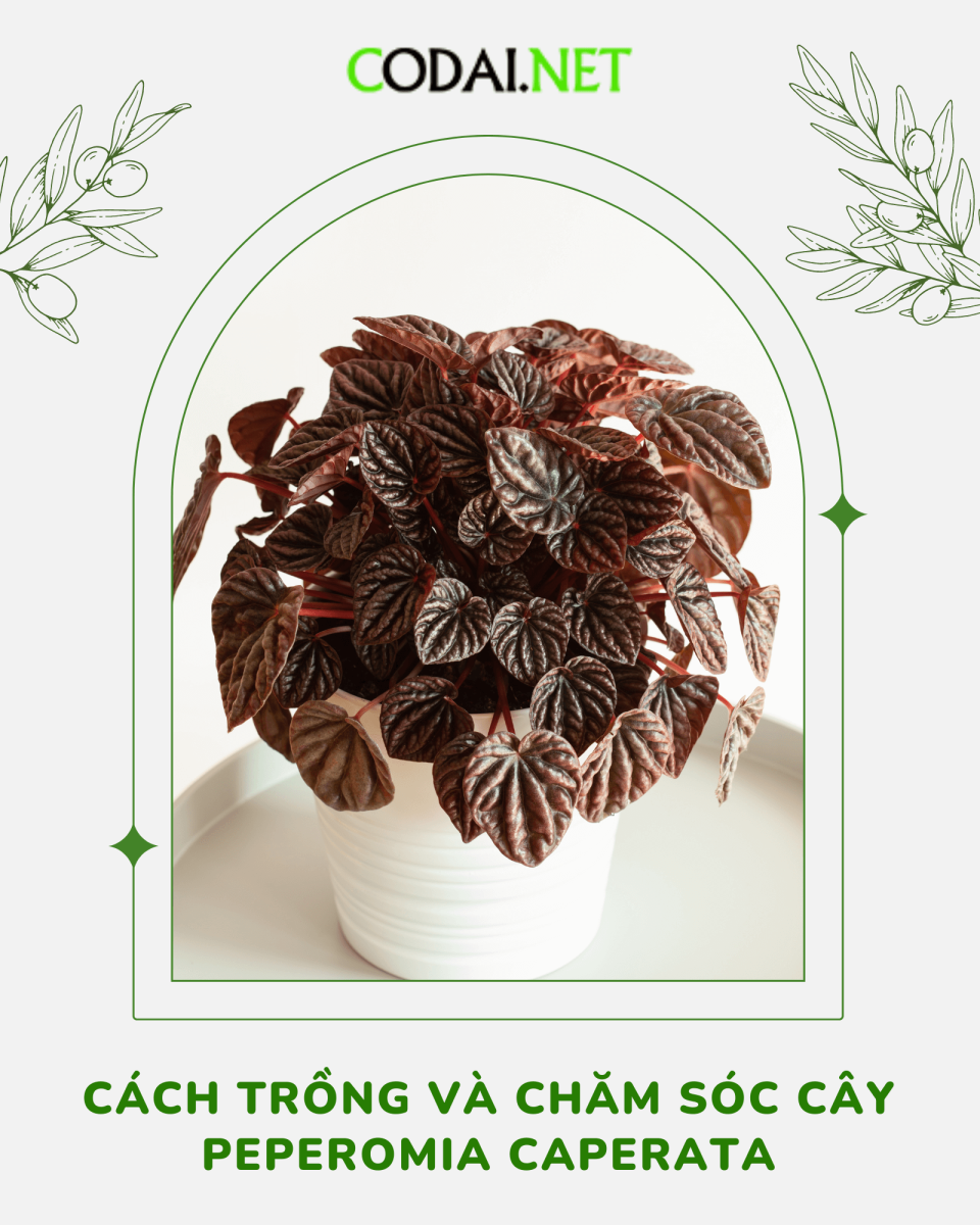 Cách trồng và chăm sóc cây Peperomia Caperata