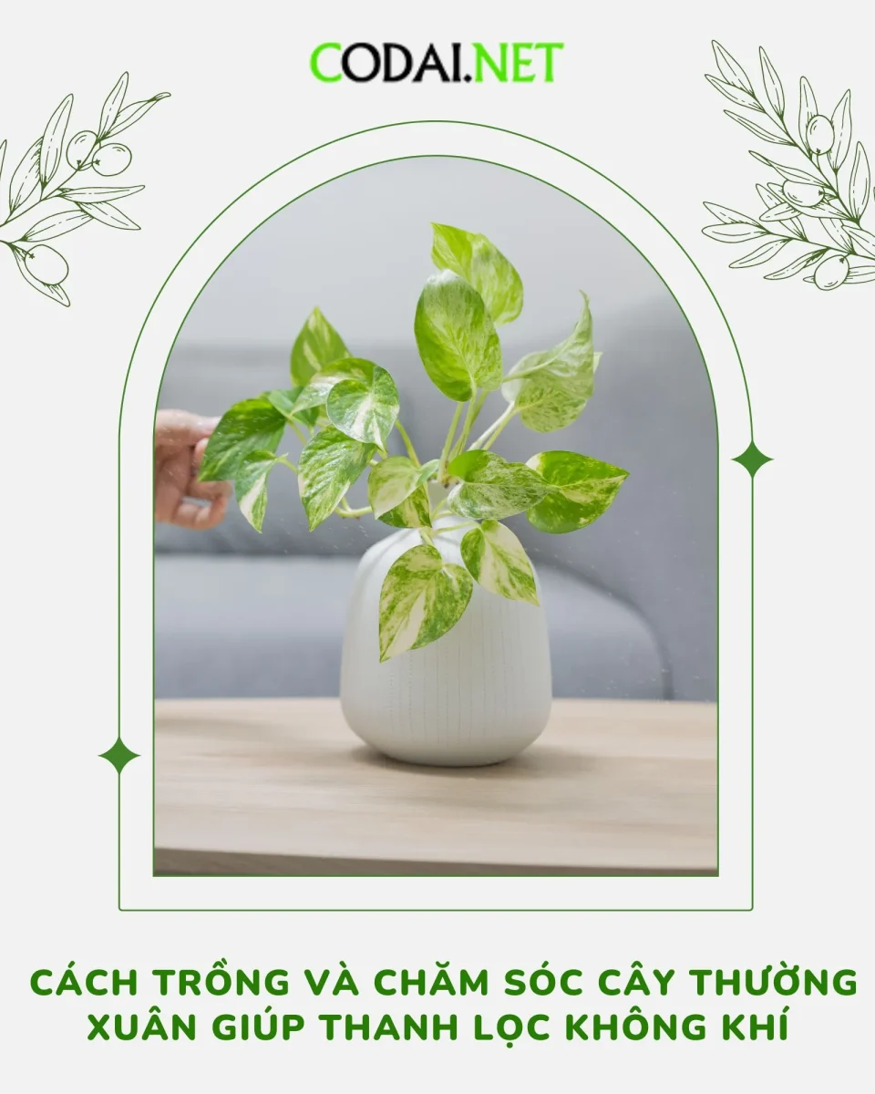 Cách trồng và chăm sóc cây thường xuân giúp thanh lọc không khí