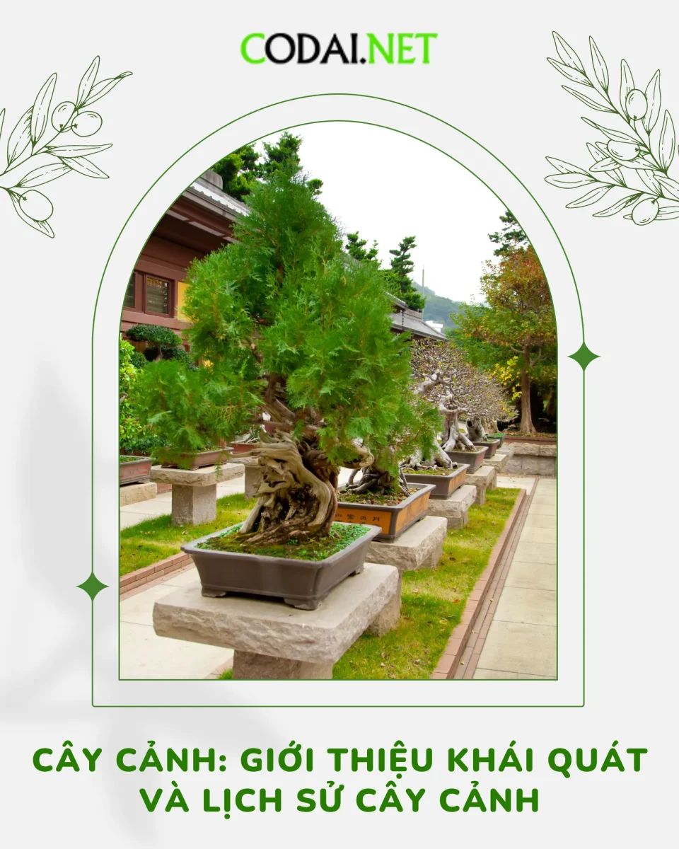 Cây cảnh: Giới thiệu khái quát và lịch sử cây cảnh