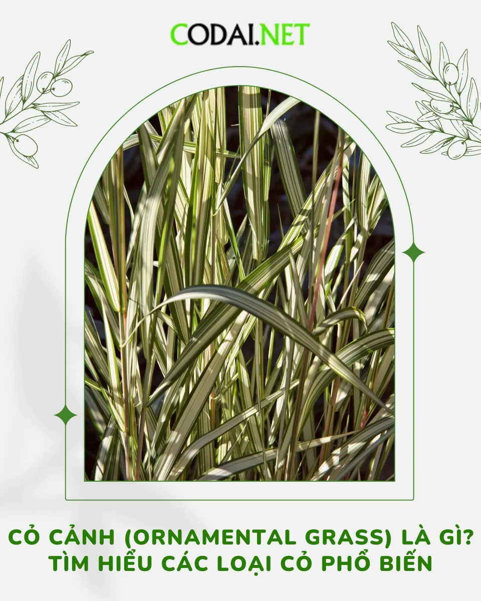 Cỏ cảnh (Ornamental grass) là gì? Tìm hiểu các loại cỏ phổ biến