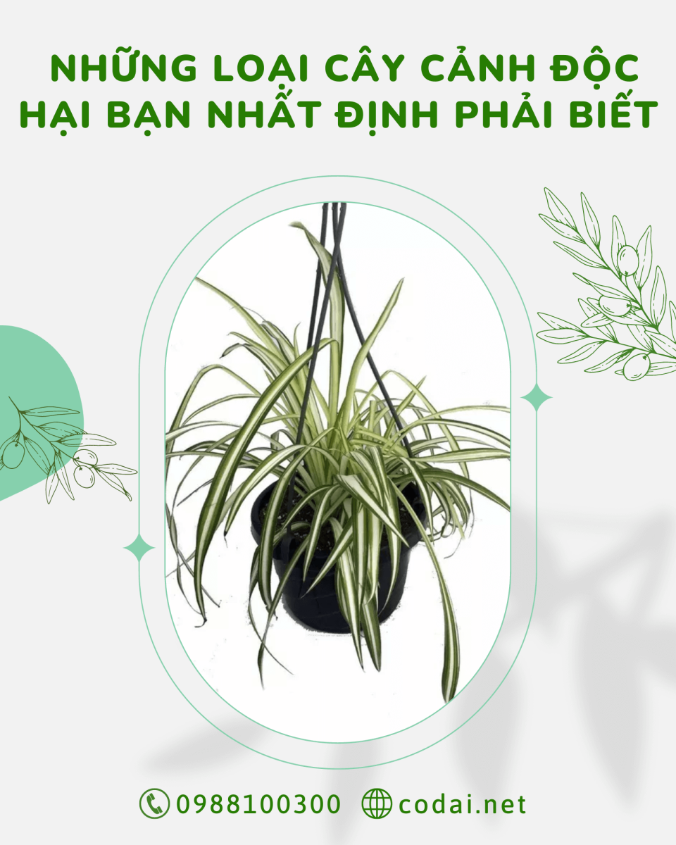 Những loại cây cảnh độc hại bạn nhất định phải biết