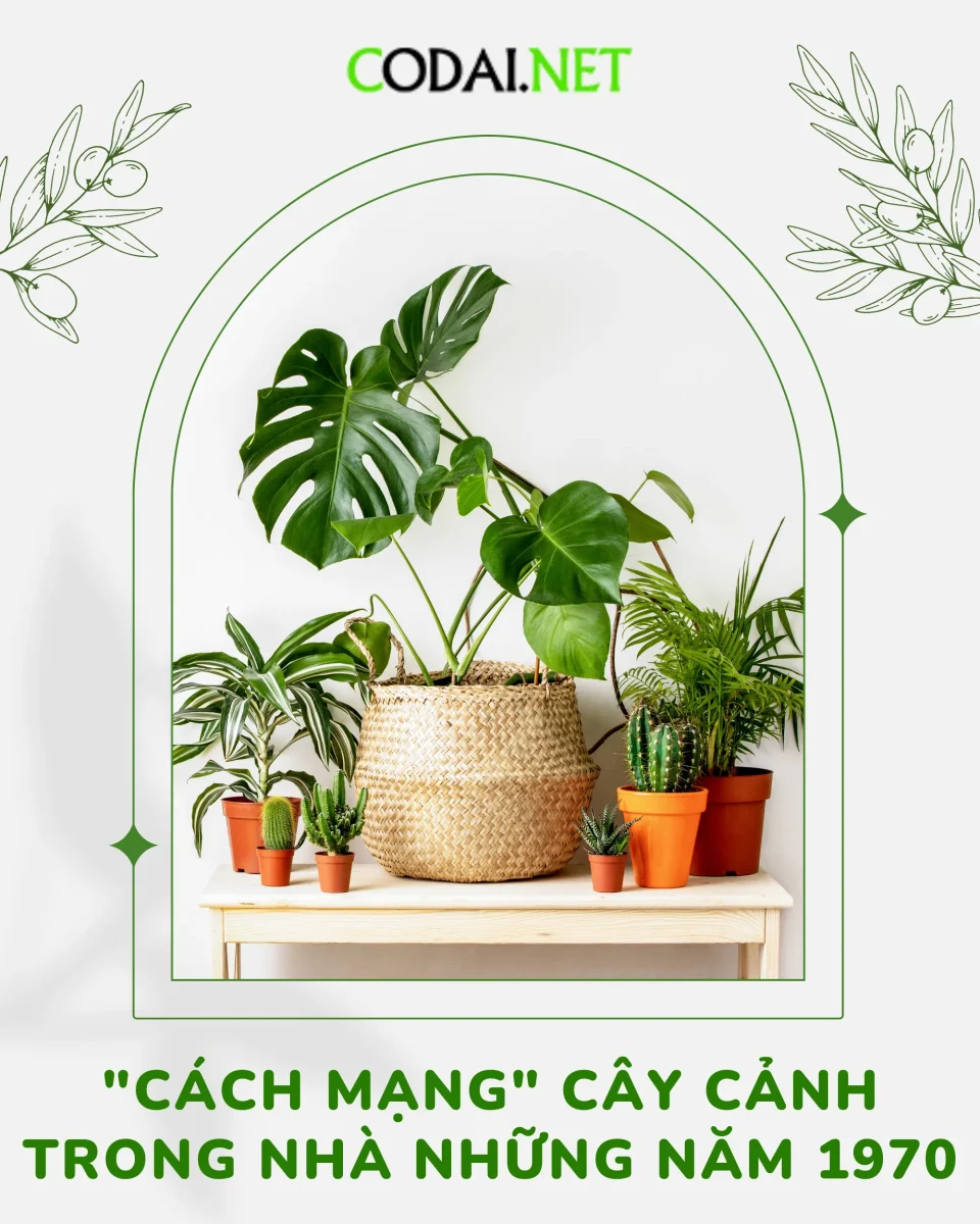 Tìm hiểu “Cách Mạng” Cây Cảnh Trong Nhà – Houseplants 1970