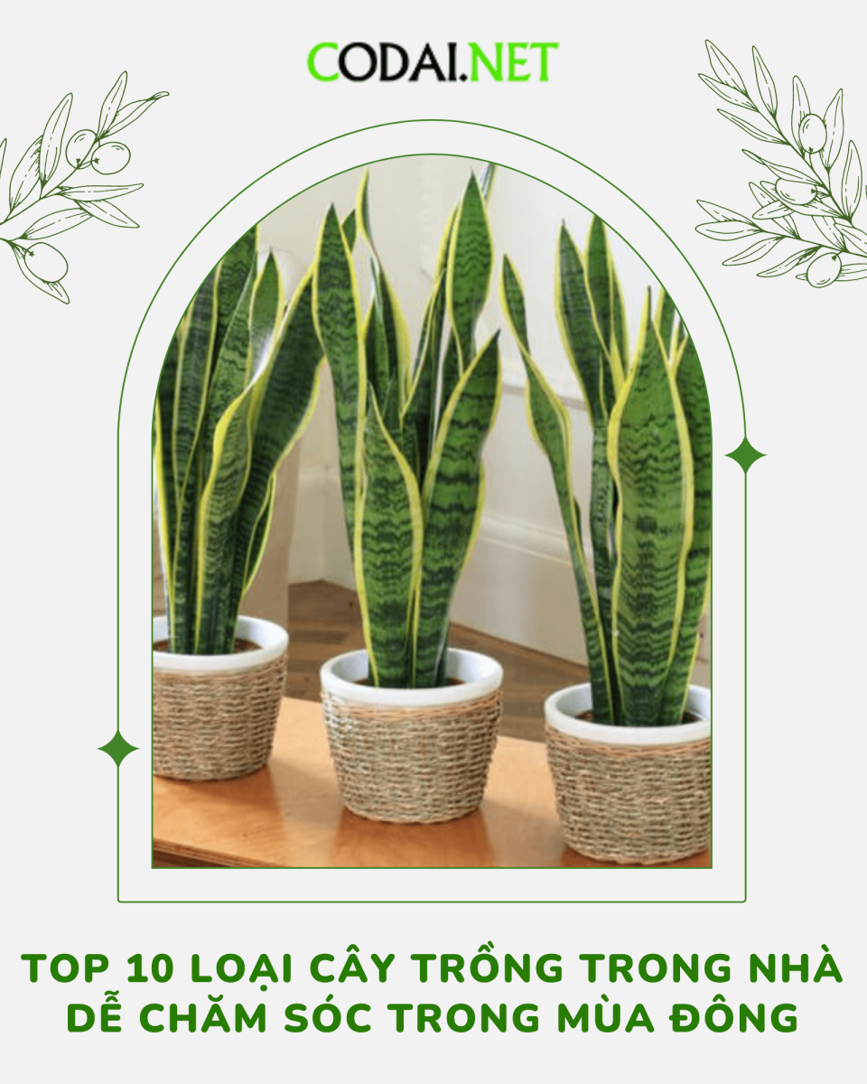 Top 10 loại cây trồng trong nhà dễ chăm sóc trong mùa đông