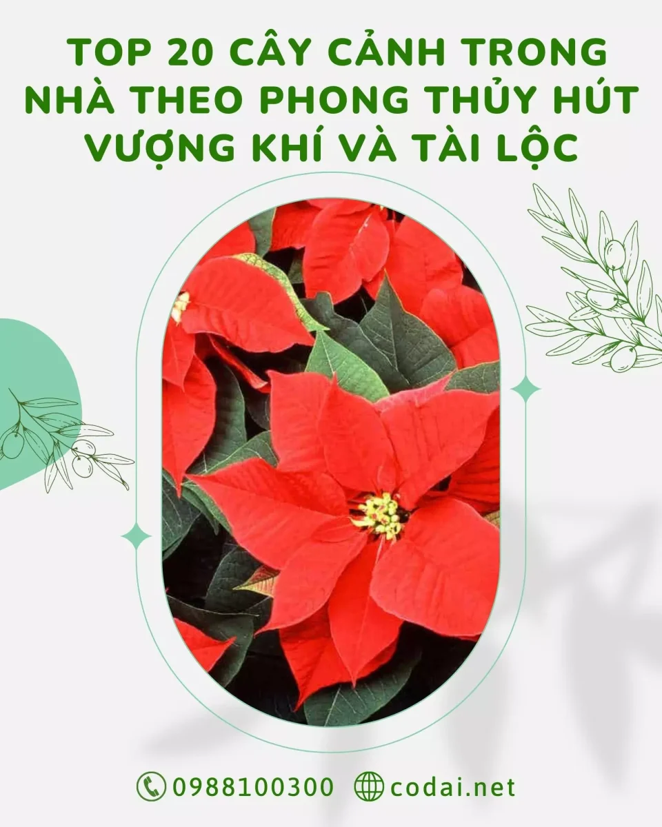 Top 20 cây cảnh trong nhà theo phong thủy hút vượng khí và tài lộc