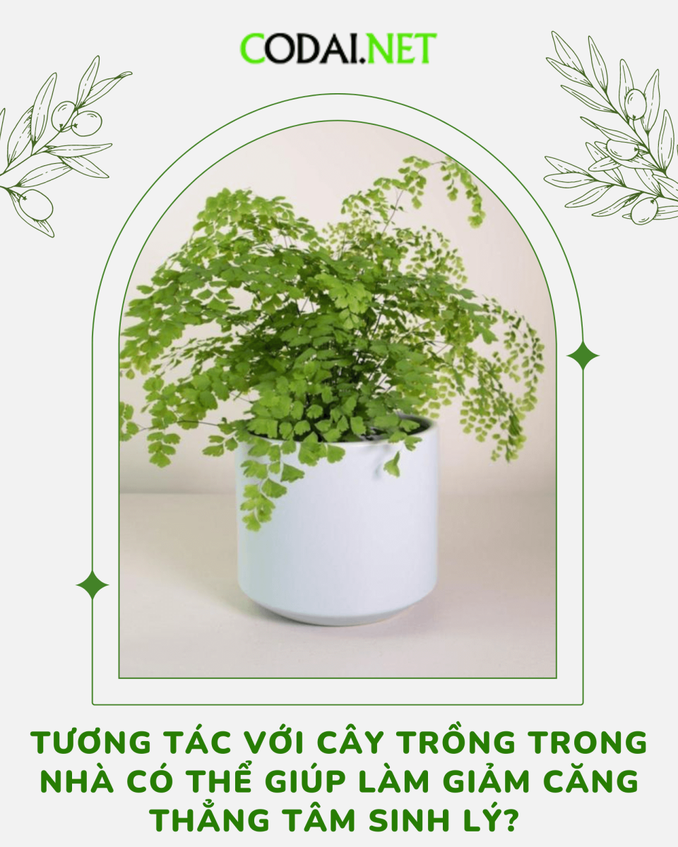 Tương tác với cây trồng trong nhà có thể giúp làm giảm căng thẳng tâm sinh lý? Thực hư như thế nào?