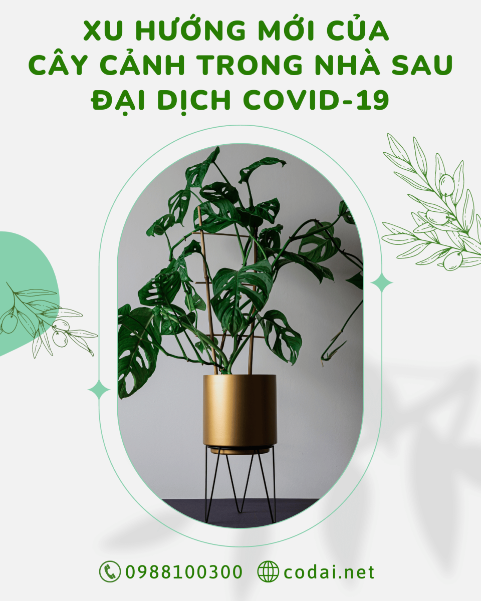 Xu hướng mới của cây cảnh trong nhà sau đại dịch COVID-19