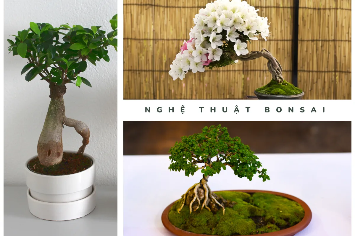 Khía cạnh tuổi tác đóng một vai trò tối quan trọng trong việc thể hiện tính thẩm mỹ của cây bonsai cổ