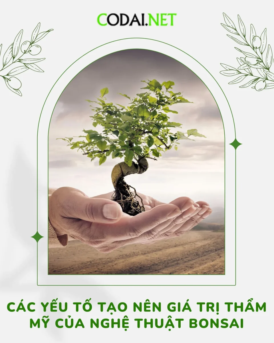 Nghệ thuật Bonsai là gì? Các yếu tố tạo nên giá trị thẩm mỹ của nó