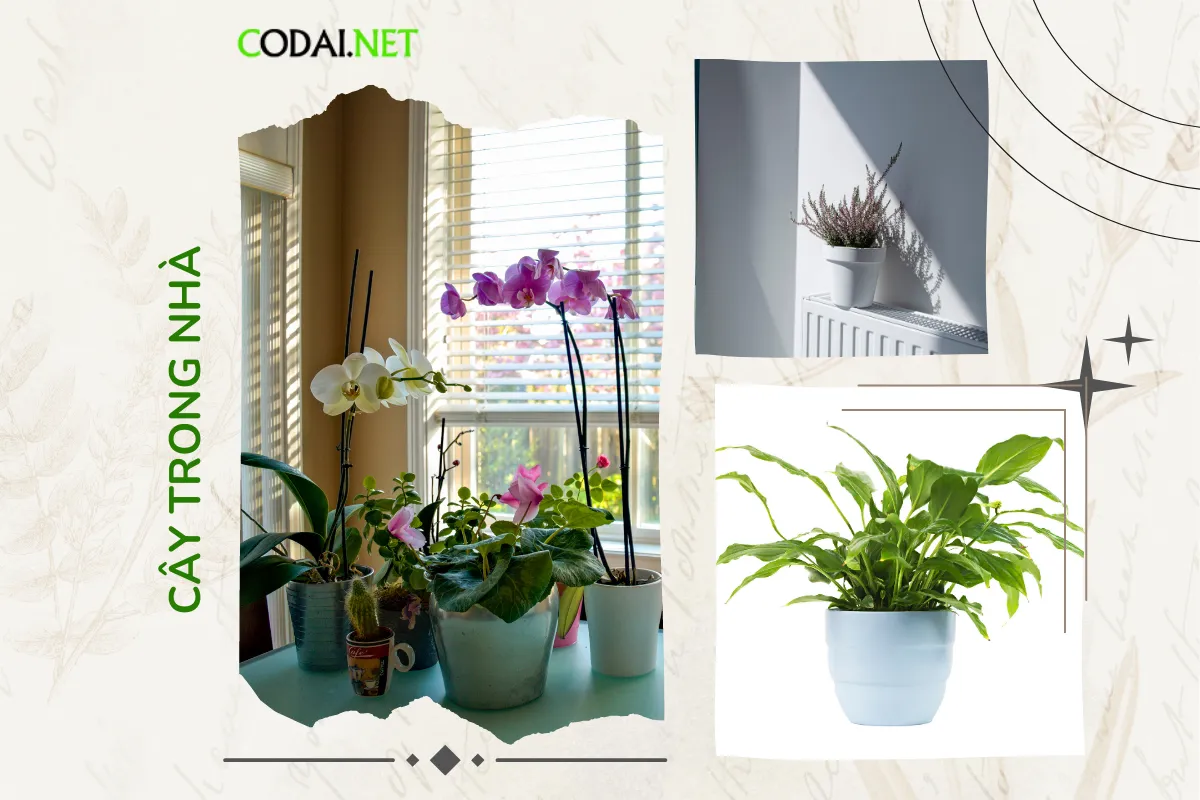 Những loại cây thường gặp phản ánh sự đa dạng phong phú của thế giới thực vật trong môi trường nội thất