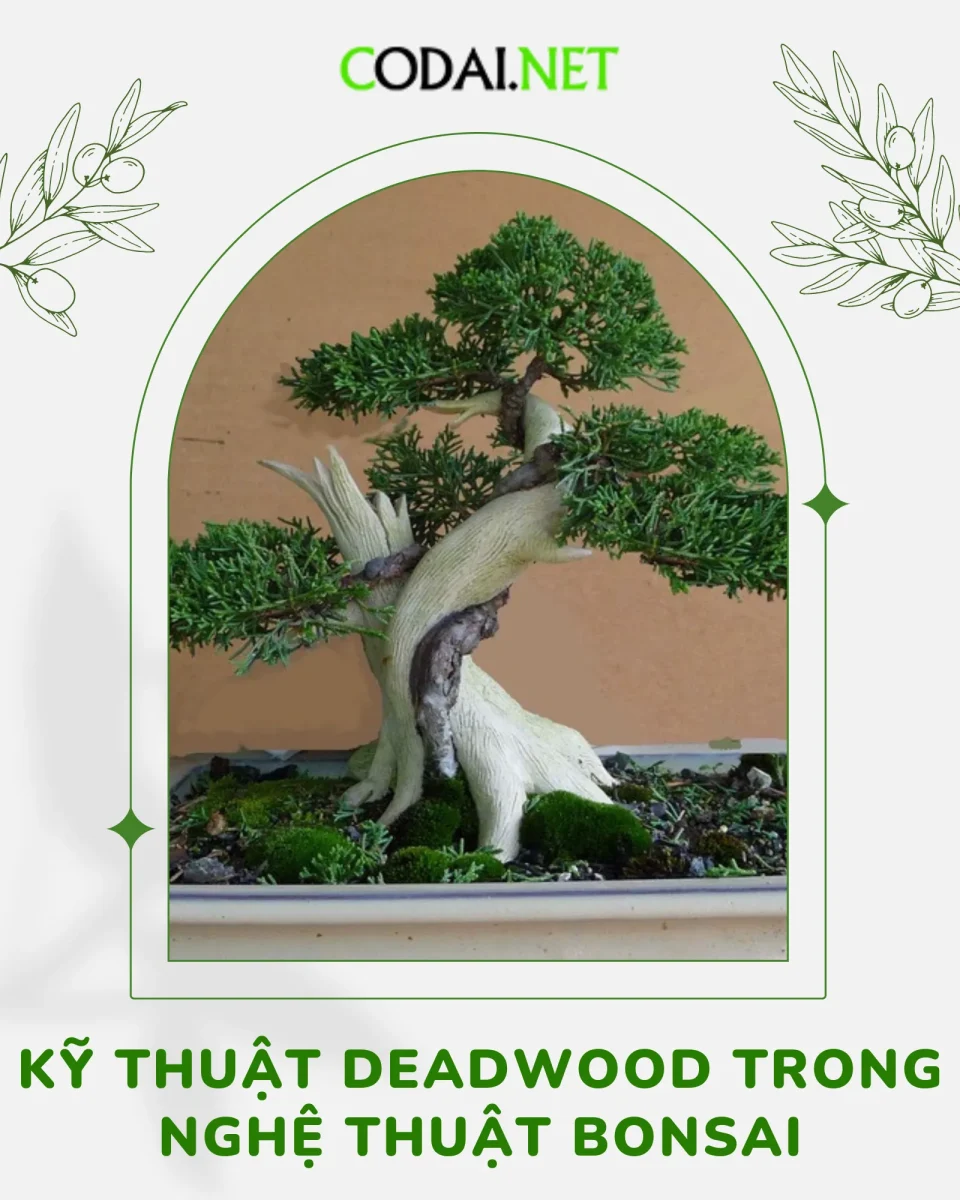 Kỹ thuật Deadwood trong nghệ thuật Bonsai