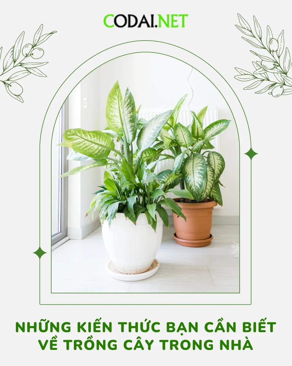 Những kiến thức bạn cần biết về trồng cây trong nhà (indoor plant)