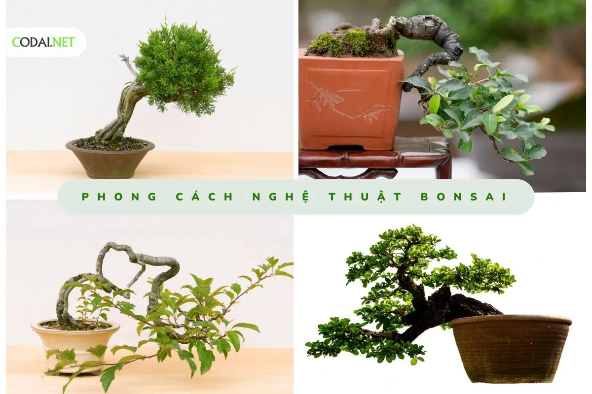 Dáng thế cây mọc xiên trong nghệ thuật bonsai là một phong cách độc đáo