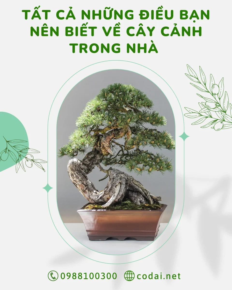 Cây Cảnh Trong Nhà (Houseplants): Tất cả những điều bạn nên biết