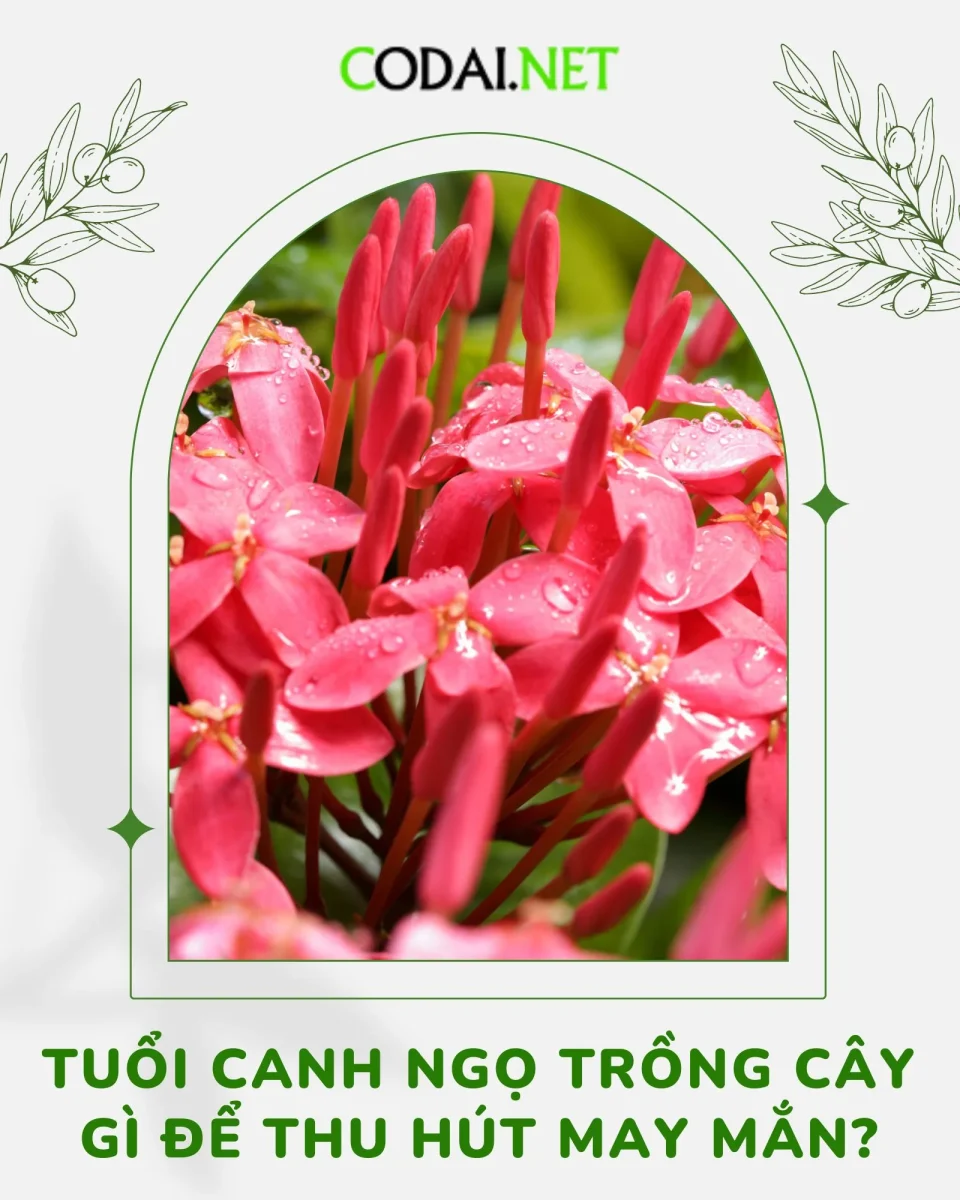 Tuổi Canh Ngọ trồng cây gì để thu hút may mắn